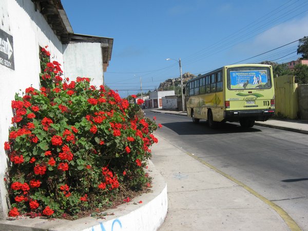 cile 1 gennaio coquimbo 036.jpg