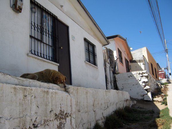 cile 1 gennaio coquimbo 047.jpg