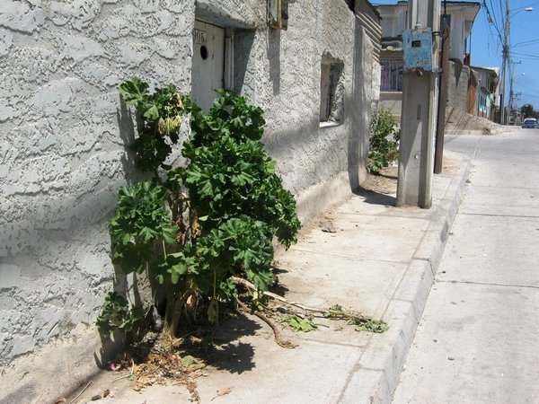 cile 1 gennaio coquimbo 132.jpg