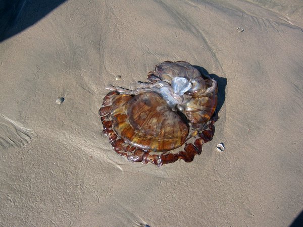 cile 2 gennaio la serena e pinuela 083.jpg