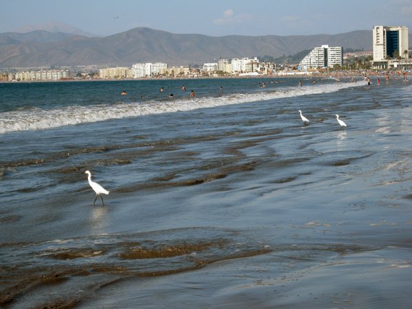 cile 2 gennaio la serena e pinuela 097.jpg