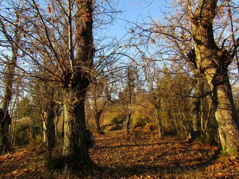 Castagneto Bergiola