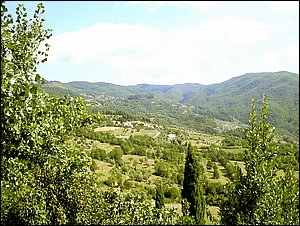 pugliano (1).jpg